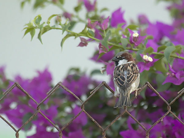 Varpunen, House Sparrow, Passer domesticus